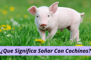 ¿Que Significa Soñar Con Cochinos?