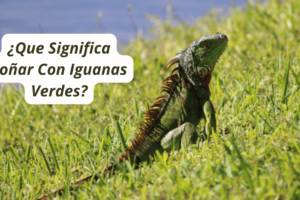 ¿Que Significa Soñar Con Iguanas Verdes?