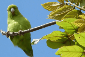 ¿Que Significa Soñar Con Loros Verdes?