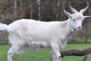 ¿Qué Significa Soñar Con Un Chivo?