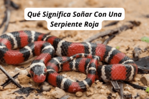 ¿Qué Significa Soñar Con Una Serpiente Roja?