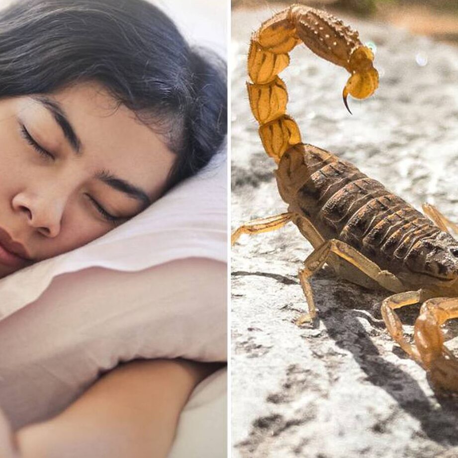 ¿Que Significa Soñar Con Alacranes Que Te Pican?