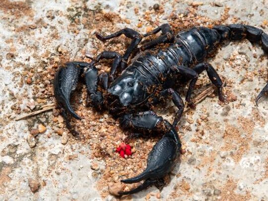 ¿Que Significa Soñar Con Alacranes Y Matarlos?