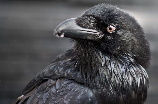 ¿Qué Significa Soñar Con Cuervos Negro?