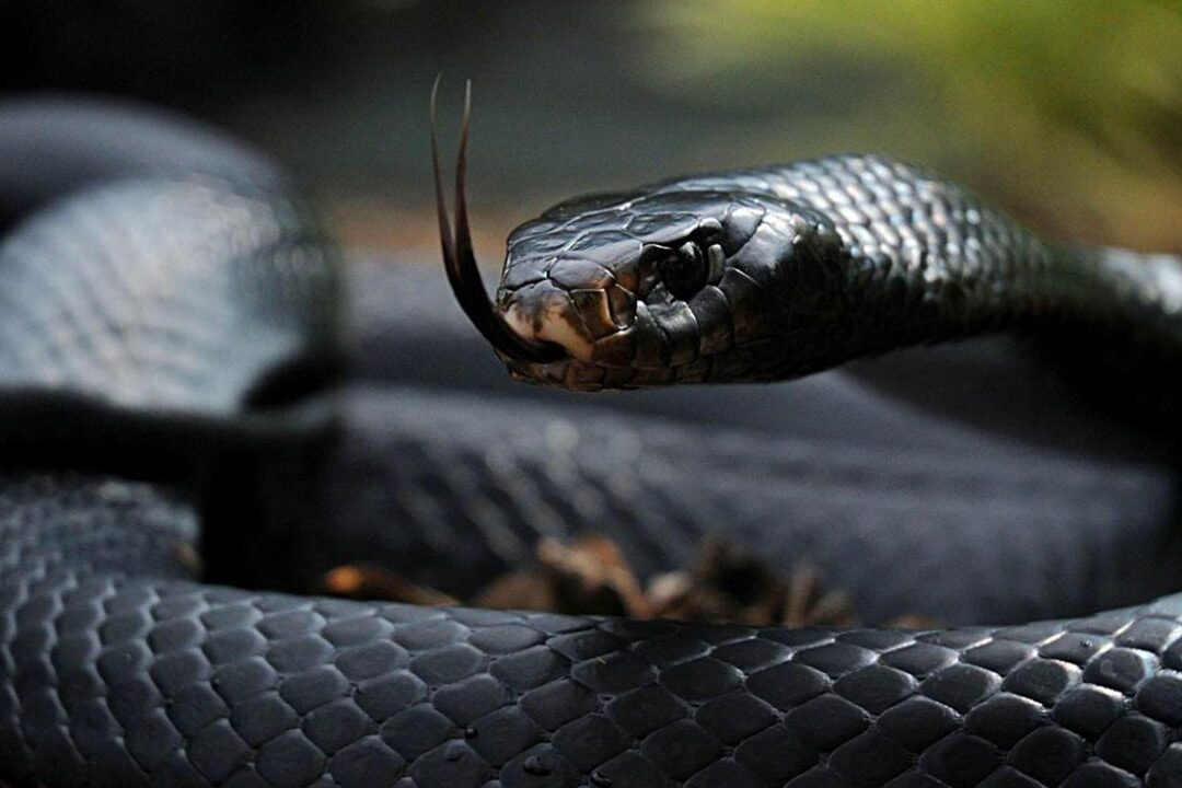 ¿Qué Significa Soñar Con Culebras Negras?