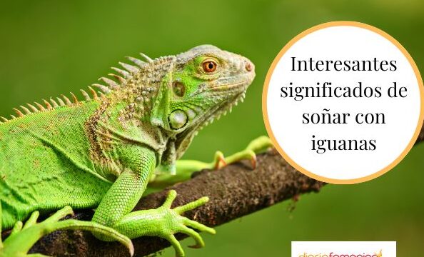 ¿Qué Significa Soñar Con Iguanas?