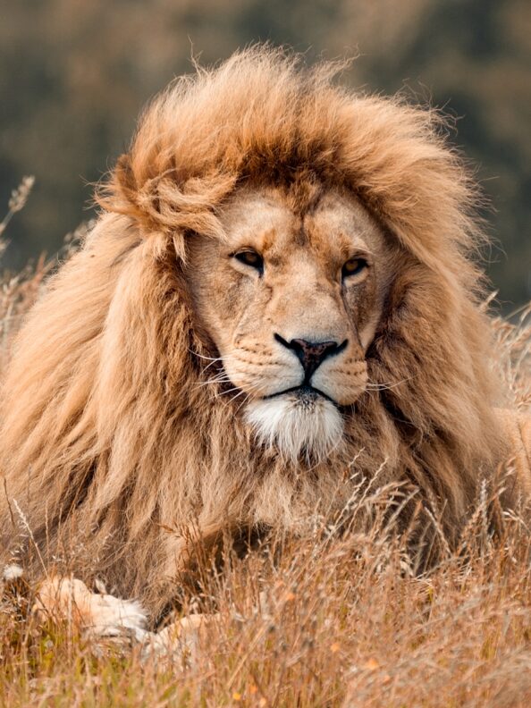¿Qué Significa Soñar Con Leones Que Te Persiguen?