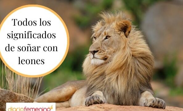 ¿Qué Significa Soñar Con Leones Sueltos?