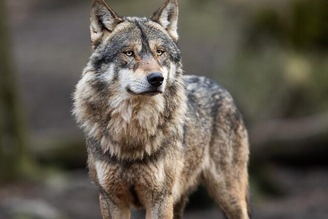 ¿Qué Significa Soñar Con Lobos Que Te Quieren Atacar?