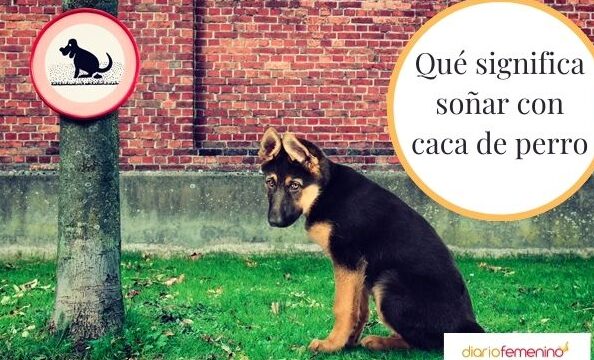 ¿Qué Significa Soñar Con Mucha Popo De Perro?