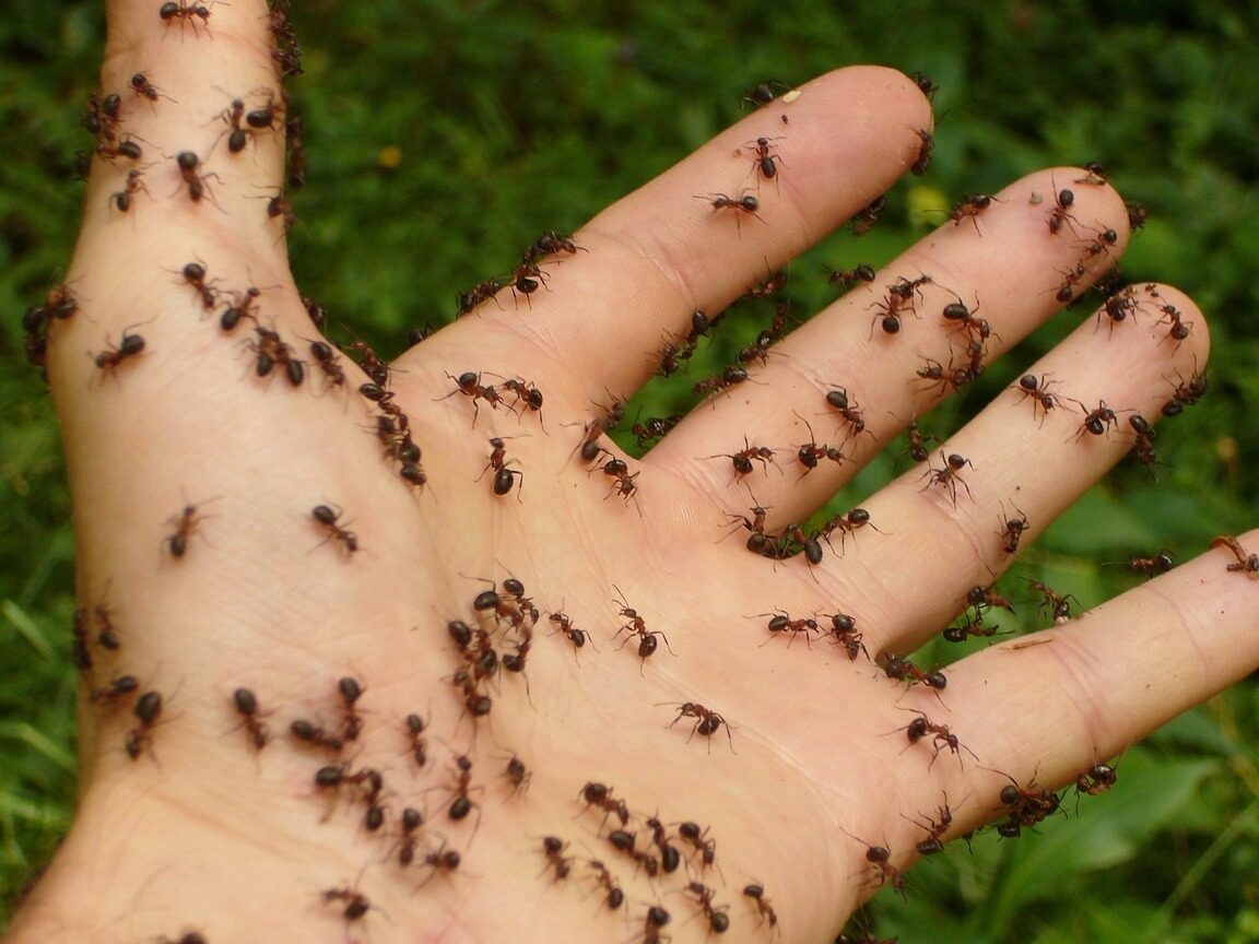 ¿Qué Significa Soñar Con Muchas Hormigas?