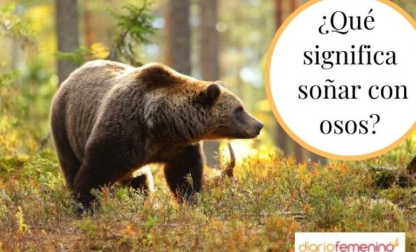 ¿Que Significa Soñar Con Osos Cafés?