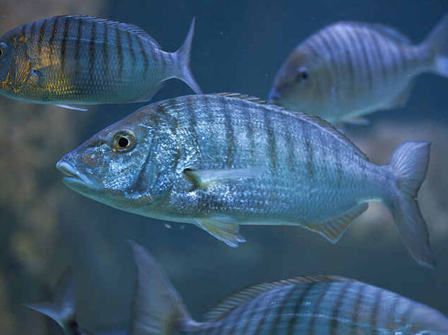 ¿Qué Significa Soñar Con Peces Grandes En Agua Clara?
