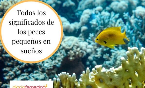 ¿Que Significa Soñar Con Peces Pequeños?