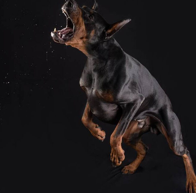 ¿Qué Significa Soñar Con Perro Negro Que Te Quiere Morder?