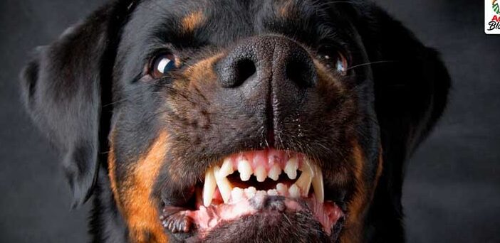 ¿Qué Significa Soñar Con Perros Bravos?