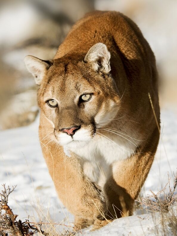 ¿Qué Significa Soñar Con Pumas?
