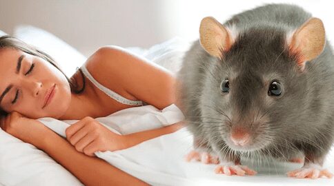 ¿Qué Significa Soñar Con Ratas Grandes Grises Y Gordas?