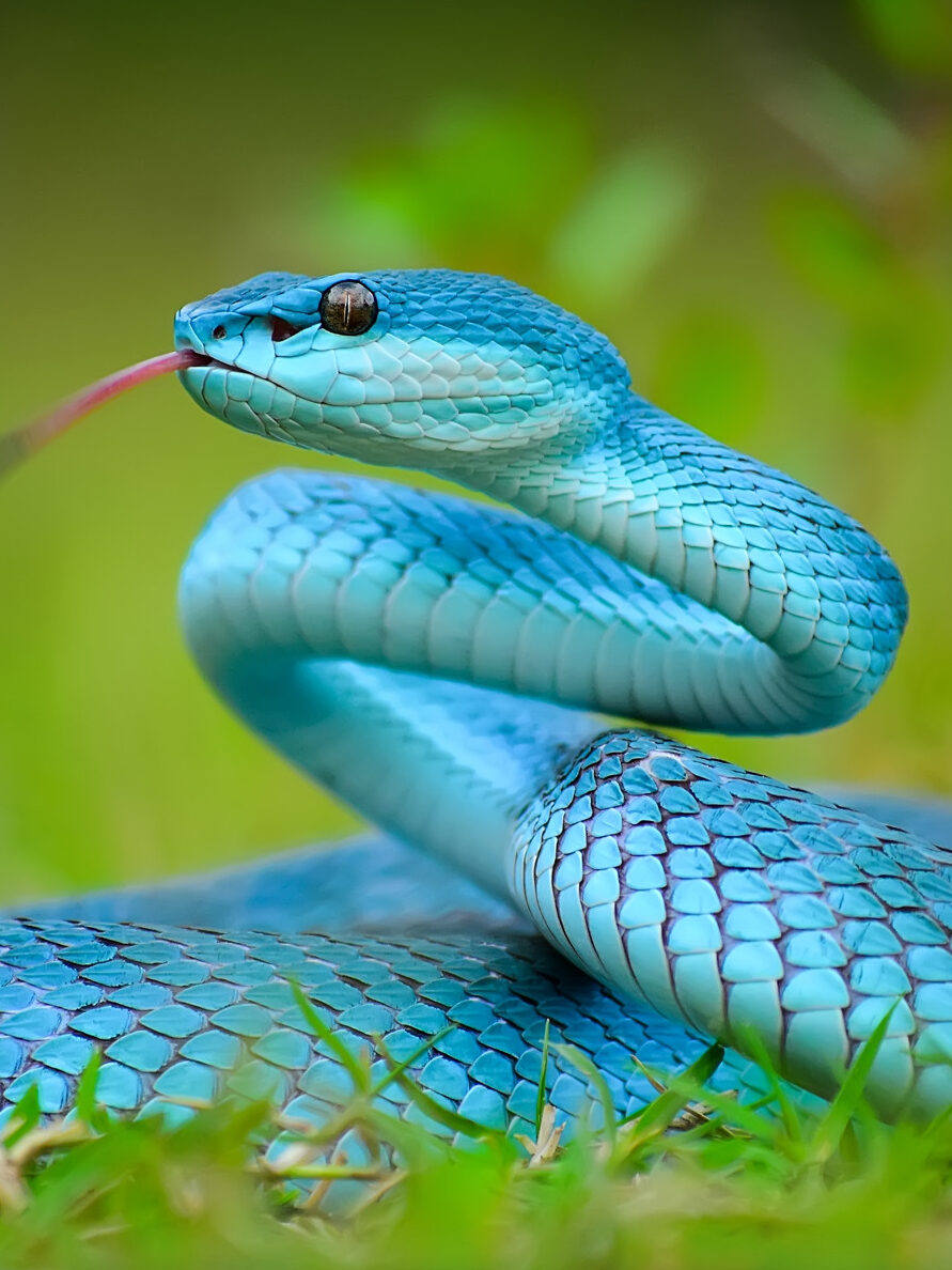 ¿Qué Significa Soñar Con Serpientes De Diferentes Tamaños Y Colores?
