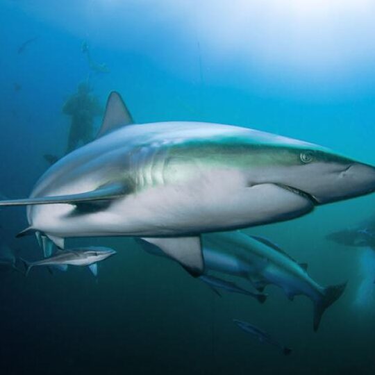 ¿Que Significa Soñar Con Tiburones En Agua Clara?
