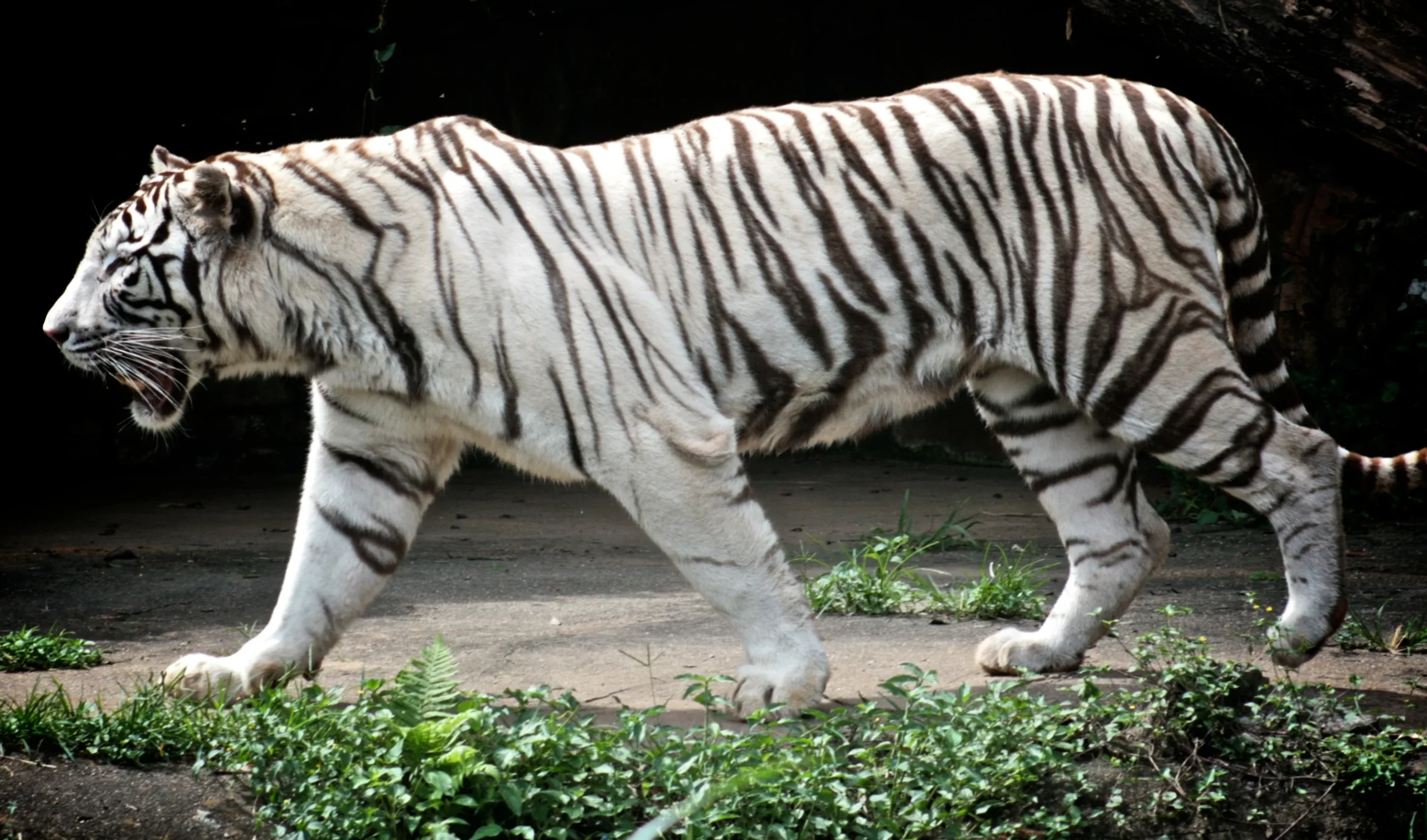 ¿Qué Significa Soñar Con Tigres Blancos?