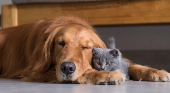 ¿Que Significa Soñar Con Tu Mascota Muerta?