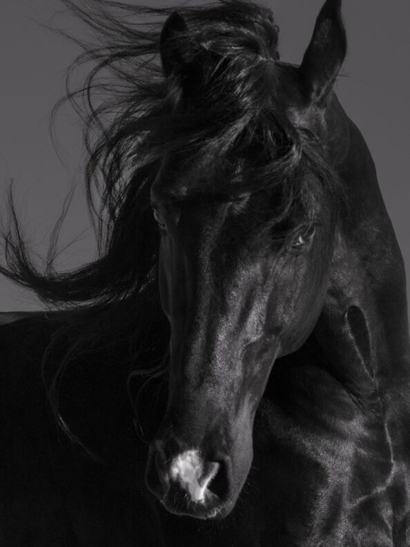 ¿Que Significa Soñar Con Un Caballo Negro Agresivo?