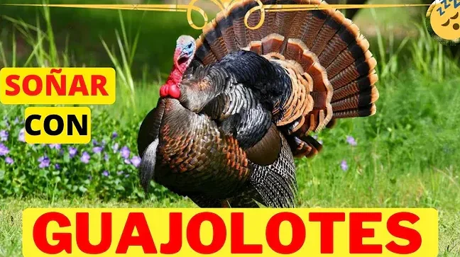 ¿Que Significa Soñar Con Un Guajolote?