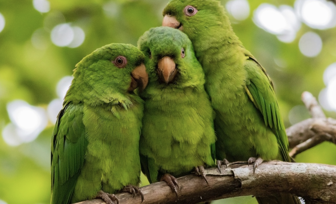 ¿Que Significa Soñar Con Un Perico Verde?