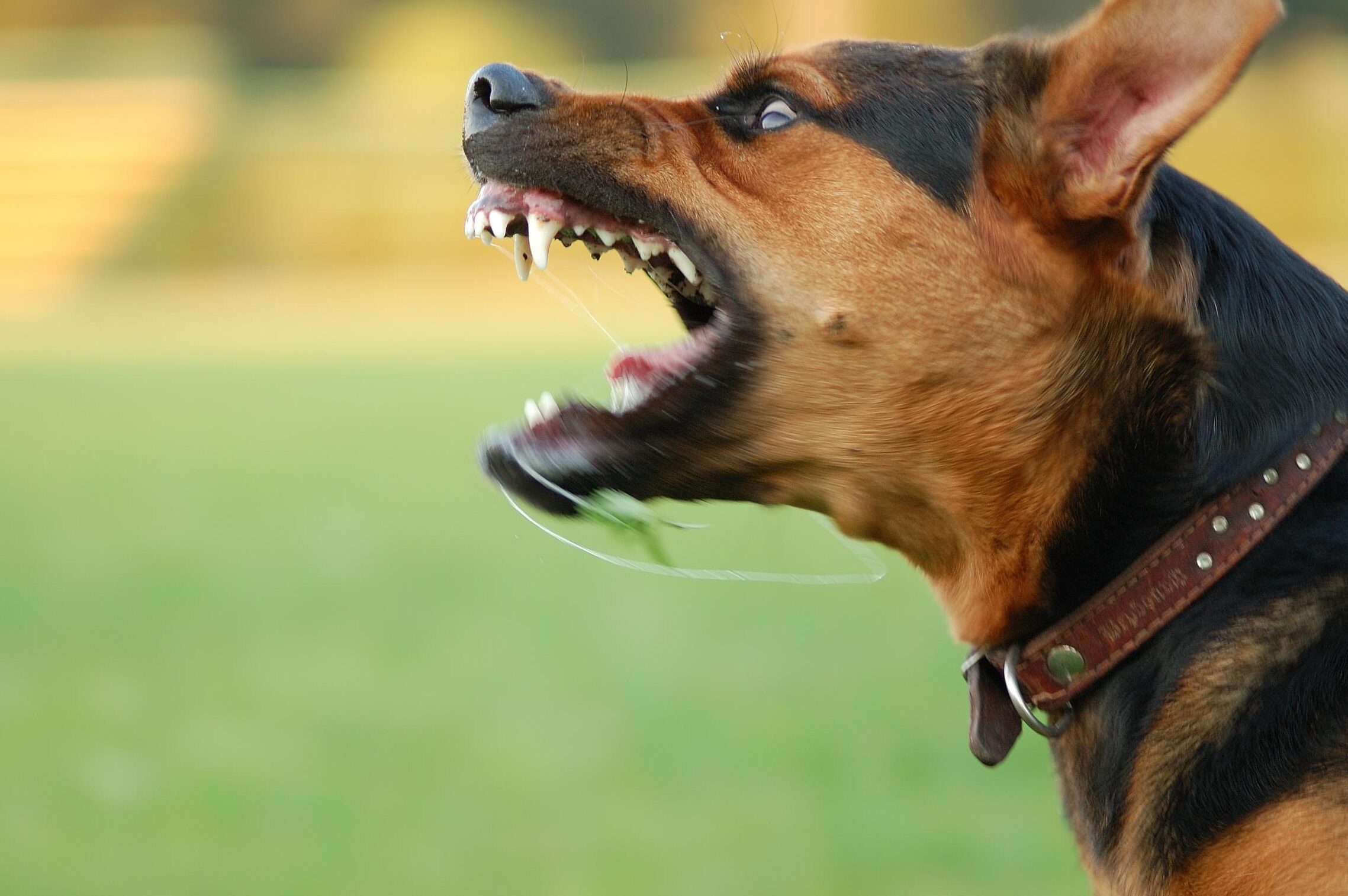 ¿Qué Significa Soñar Con Un Perro Que Te Quiere Morder?