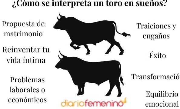 ¿Qué Significa Soñar Con Un Toro Negro Bravo?