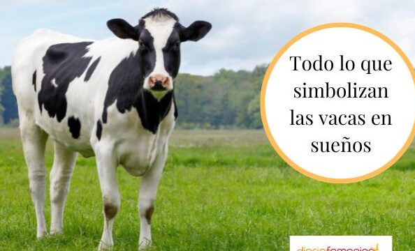¿Qué Significa Soñar Con Una Vaca Blanca?