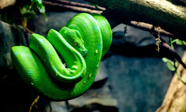 ¿Qué Significa Soñar Con Una Víbora Verde?
