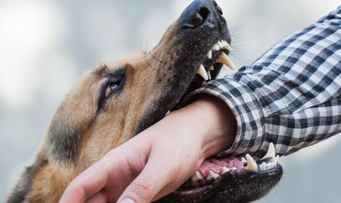 ¿Qué Significa Soñar Que Un Perro Te Muerde El Pie?